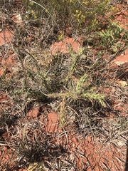 Cylindropuntia davisii
