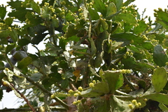 Brasiliopuntia brasiliensis