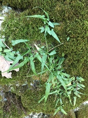 Asplenium rhizophyllum