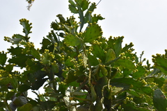 Brasiliopuntia brasiliensis