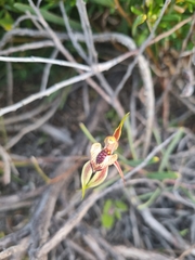 Caladenia cardiochila