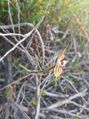 Caladenia cardiochila