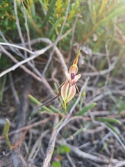 Caladenia cardiochila