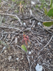 Caladenia cardiochila