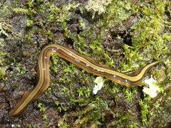 Notogynaphallia quinquestriata