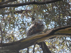 Sciurus aureogaster