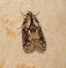 Philobota baryptera