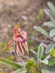 Caladenia cardiochila