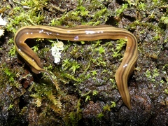 Notogynaphallia quinquestriata