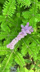 Spiraea tomentosa