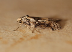 Philobota baryptera