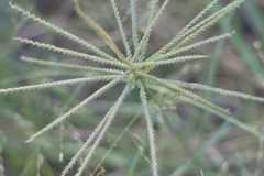 Chloris