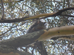 Sciurus aureogaster