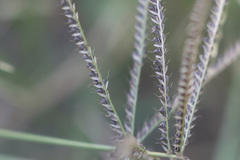 Chloris