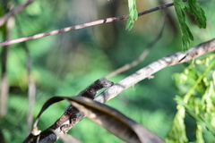 Anolis homolechis