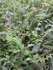 Mosla dianthera