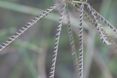 Chloris