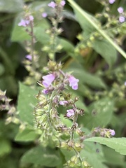 Mosla dianthera
