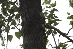 Setophaga coronata coronata
