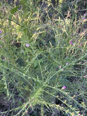 Agalinis heterophylla