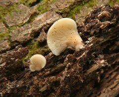 Hohenbuehelia angustata