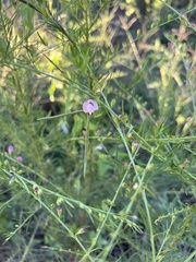 Agalinis heterophylla
