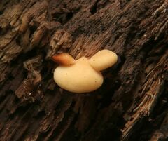 Hohenbuehelia angustata