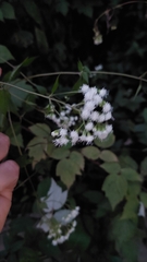 Ageratina altissima