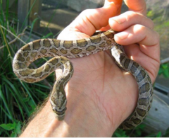 Pantherophis emoryi