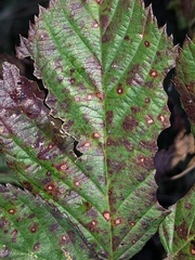 Phragmidium violaceum