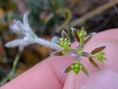 Xanthosia huegelii