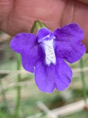 Mimulus