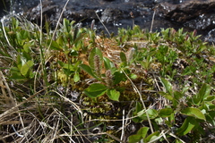 Salix arctica