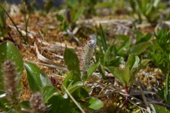 Salix arctica