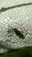 Ichneumonoidea