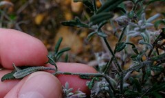 Xanthosia huegelii