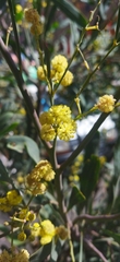 Acacia