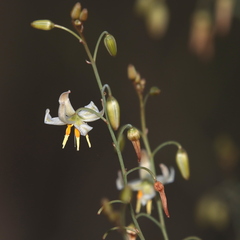 Dianella longifolia