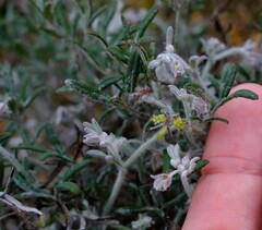 Xanthosia huegelii