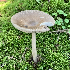 Amanita rhacopus