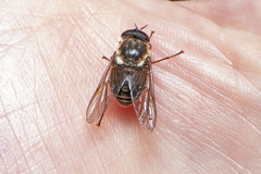 Scaptia