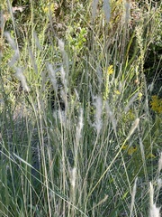 Bothriochloa barbinodis