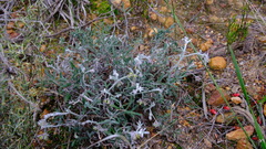 Xanthosia huegelii