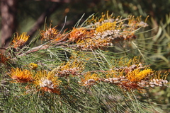 Grevillea pteridifolia