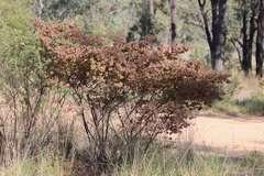 Dodonaea boroniifolia