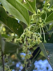 Glochidion rubrum