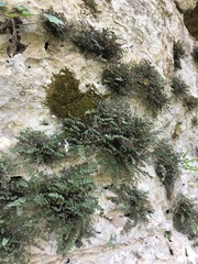 Myriopteris gracilis