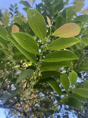 Glochidion rubrum