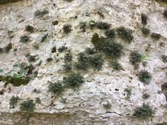 Myriopteris gracilis