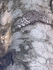 Hamadryas